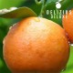 Deluxe Valencian Navelina Oranges 15 kg